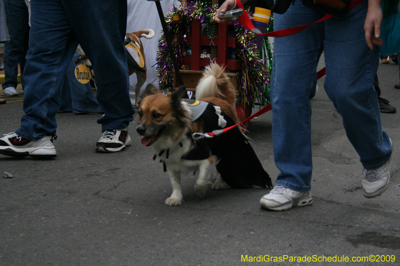 2009-Mystic-Krewe-of-Barkus-Mardi-Gras-French-Quarter-New-Orleans-Dog-Parade-0721