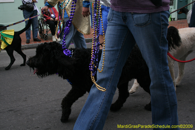 2009-Mystic-Krewe-of-Barkus-Mardi-Gras-French-Quarter-New-Orleans-Dog-Parade-0722