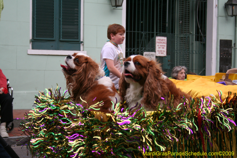 2009-Mystic-Krewe-of-Barkus-Mardi-Gras-French-Quarter-New-Orleans-Dog-Parade-0723