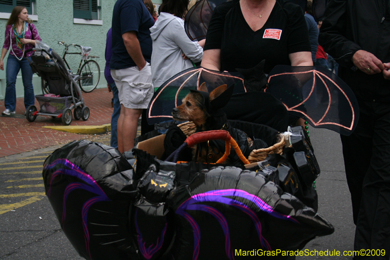 2009-Mystic-Krewe-of-Barkus-Mardi-Gras-French-Quarter-New-Orleans-Dog-Parade-0724