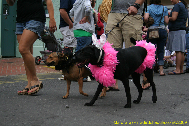 2009-Mystic-Krewe-of-Barkus-Mardi-Gras-French-Quarter-New-Orleans-Dog-Parade-0725