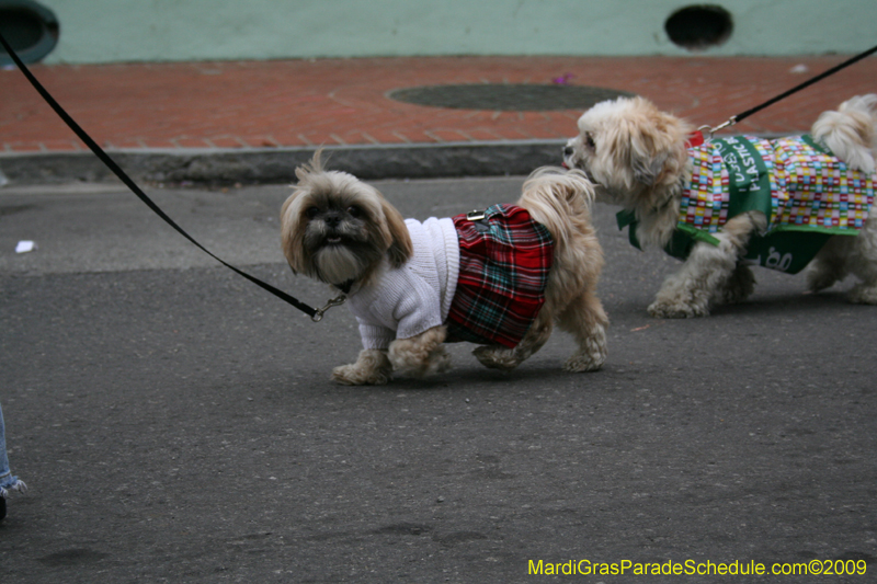 2009-Mystic-Krewe-of-Barkus-Mardi-Gras-French-Quarter-New-Orleans-Dog-Parade-0726