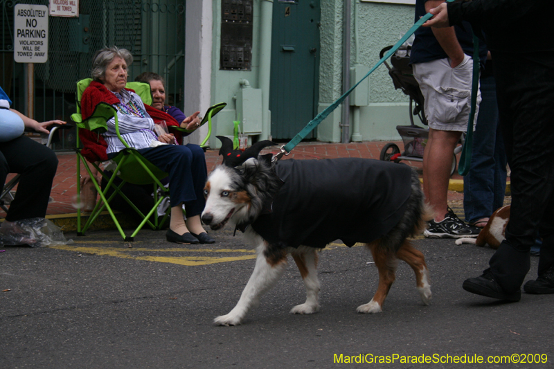 2009-Mystic-Krewe-of-Barkus-Mardi-Gras-French-Quarter-New-Orleans-Dog-Parade-0729