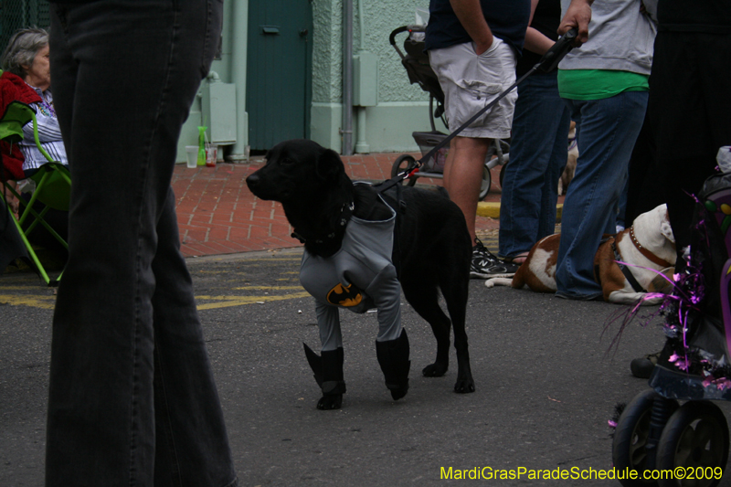 2009-Mystic-Krewe-of-Barkus-Mardi-Gras-French-Quarter-New-Orleans-Dog-Parade-0731