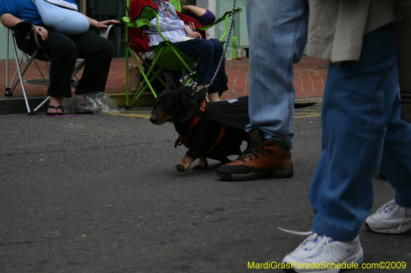 2009-Mystic-Krewe-of-Barkus-Mardi-Gras-French-Quarter-New-Orleans-Dog-Parade-0732