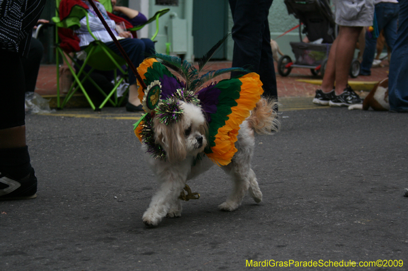 2009-Mystic-Krewe-of-Barkus-Mardi-Gras-French-Quarter-New-Orleans-Dog-Parade-0733