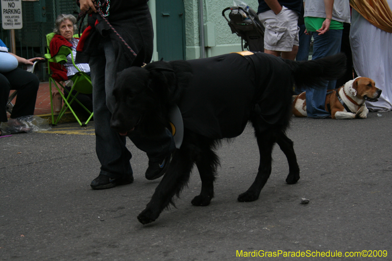 2009-Mystic-Krewe-of-Barkus-Mardi-Gras-French-Quarter-New-Orleans-Dog-Parade-0735