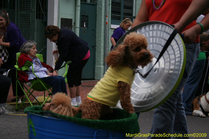 2009-Mystic-Krewe-of-Barkus-Mardi-Gras-French-Quarter-New-Orleans-Dog-Parade-0737