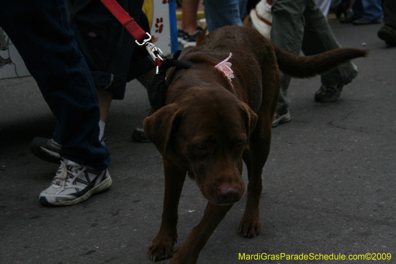 2009-Mystic-Krewe-of-Barkus-Mardi-Gras-French-Quarter-New-Orleans-Dog-Parade-0738