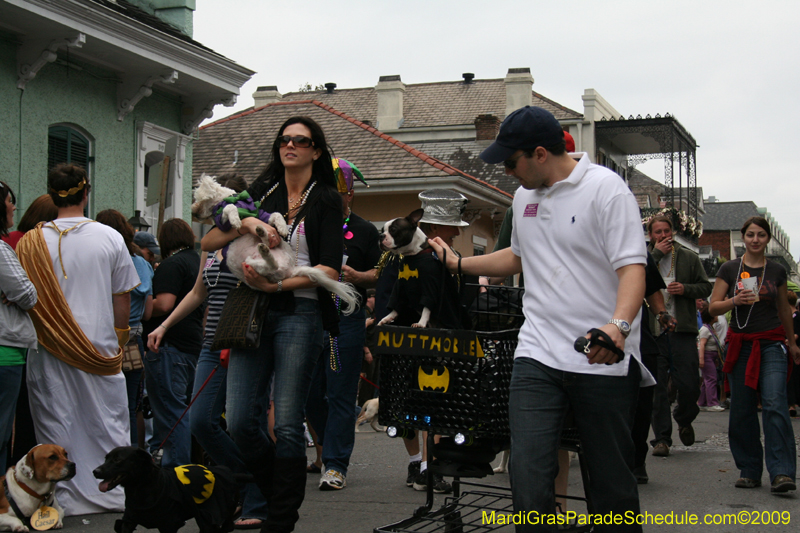 2009-Mystic-Krewe-of-Barkus-Mardi-Gras-French-Quarter-New-Orleans-Dog-Parade-0739