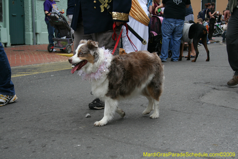 2009-Mystic-Krewe-of-Barkus-Mardi-Gras-French-Quarter-New-Orleans-Dog-Parade-0740