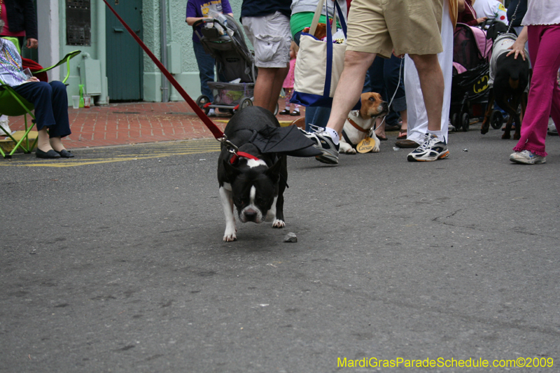 2009-Mystic-Krewe-of-Barkus-Mardi-Gras-French-Quarter-New-Orleans-Dog-Parade-0741