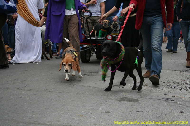 2009-Mystic-Krewe-of-Barkus-Mardi-Gras-French-Quarter-New-Orleans-Dog-Parade-0742