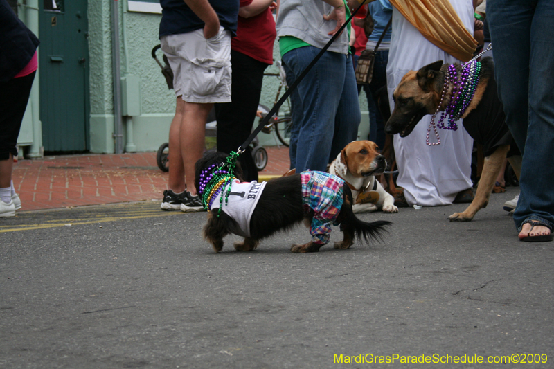 2009-Mystic-Krewe-of-Barkus-Mardi-Gras-French-Quarter-New-Orleans-Dog-Parade-0744