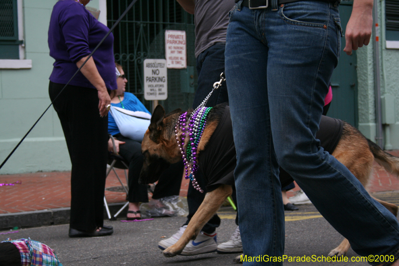 2009-Mystic-Krewe-of-Barkus-Mardi-Gras-French-Quarter-New-Orleans-Dog-Parade-0745