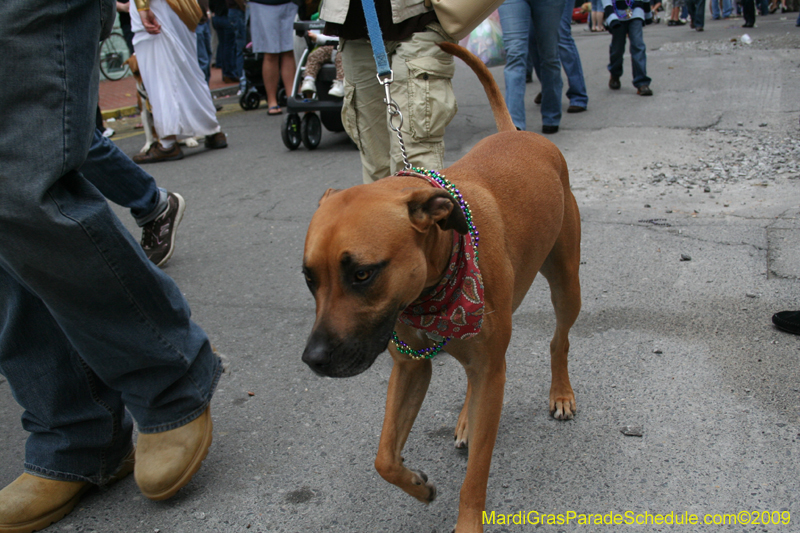 2009-Mystic-Krewe-of-Barkus-Mardi-Gras-French-Quarter-New-Orleans-Dog-Parade-0747