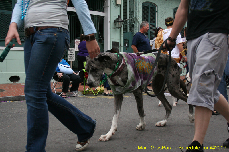 2009-Mystic-Krewe-of-Barkus-Mardi-Gras-French-Quarter-New-Orleans-Dog-Parade-0748