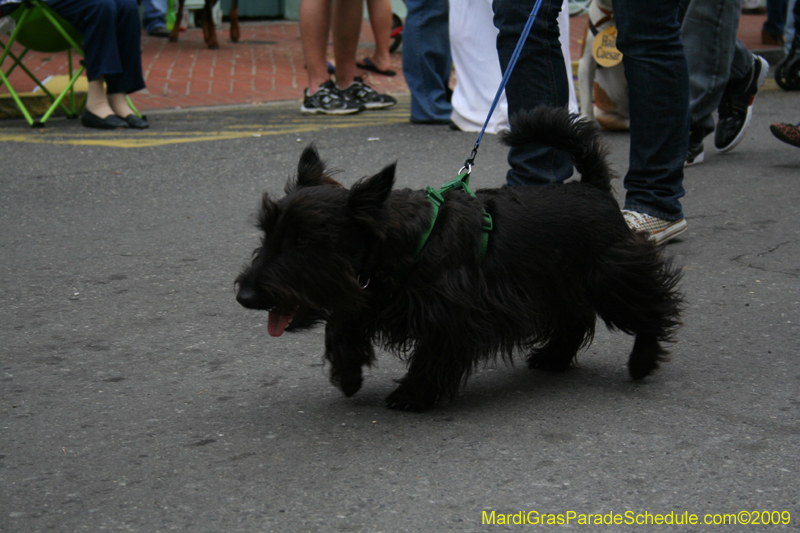 2009-Mystic-Krewe-of-Barkus-Mardi-Gras-French-Quarter-New-Orleans-Dog-Parade-0749