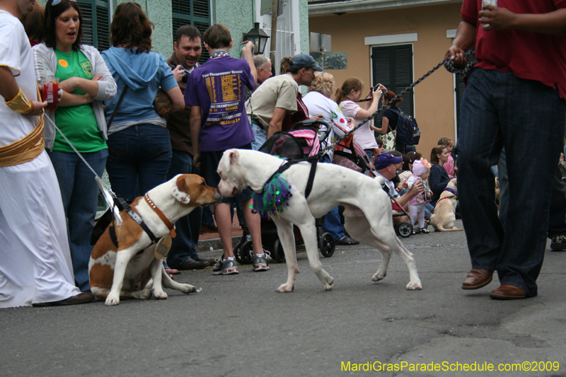 2009-Mystic-Krewe-of-Barkus-Mardi-Gras-French-Quarter-New-Orleans-Dog-Parade-0751