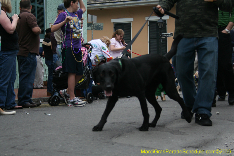 2009-Mystic-Krewe-of-Barkus-Mardi-Gras-French-Quarter-New-Orleans-Dog-Parade-0754