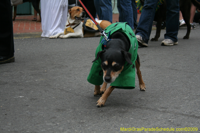 2009-Mystic-Krewe-of-Barkus-Mardi-Gras-French-Quarter-New-Orleans-Dog-Parade-0755