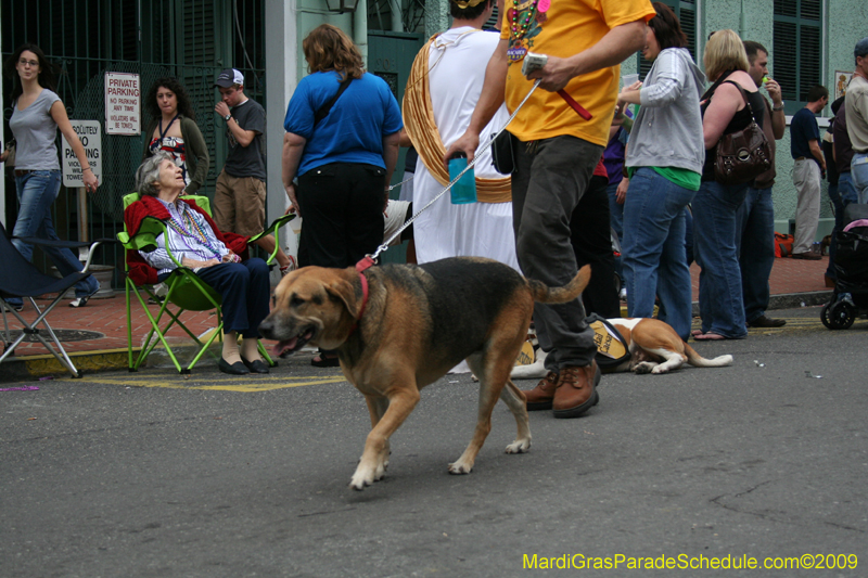 2009-Mystic-Krewe-of-Barkus-Mardi-Gras-French-Quarter-New-Orleans-Dog-Parade-0757