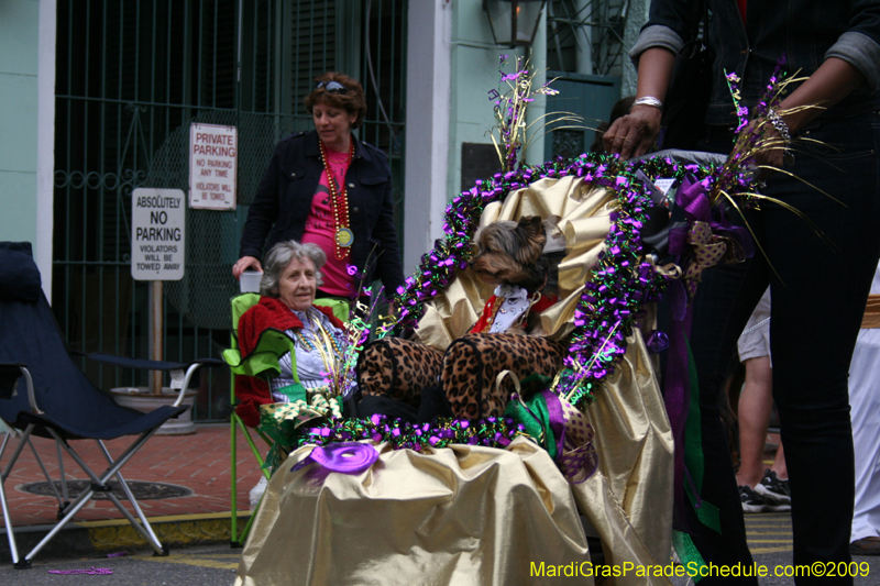 2009-Mystic-Krewe-of-Barkus-Mardi-Gras-French-Quarter-New-Orleans-Dog-Parade-0758