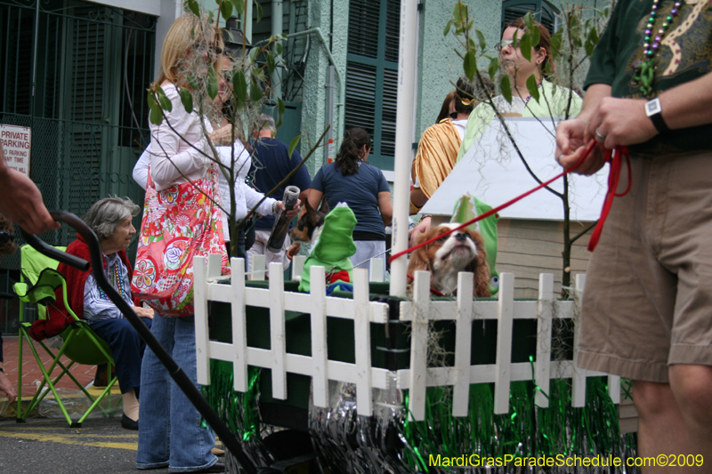 2009-Mystic-Krewe-of-Barkus-Mardi-Gras-French-Quarter-New-Orleans-Dog-Parade-0760