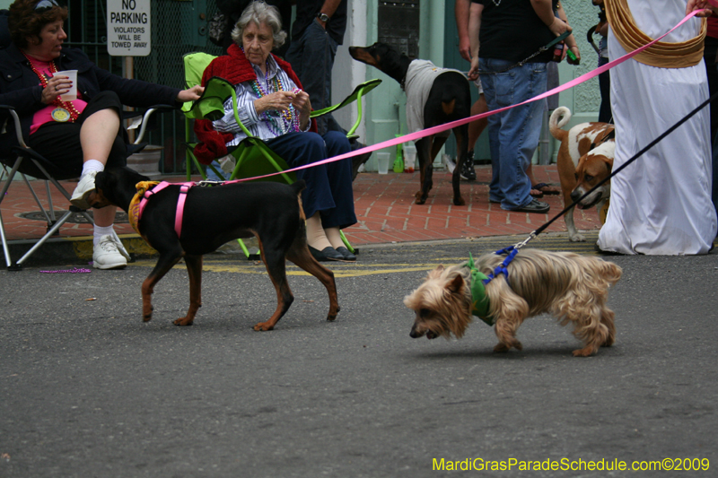 2009-Mystic-Krewe-of-Barkus-Mardi-Gras-French-Quarter-New-Orleans-Dog-Parade-0761