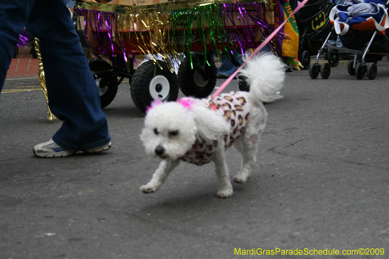 2009-Mystic-Krewe-of-Barkus-Mardi-Gras-French-Quarter-New-Orleans-Dog-Parade-0762