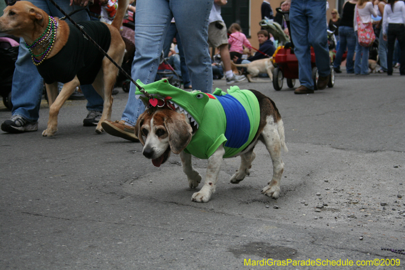 2009-Mystic-Krewe-of-Barkus-Mardi-Gras-French-Quarter-New-Orleans-Dog-Parade-0763