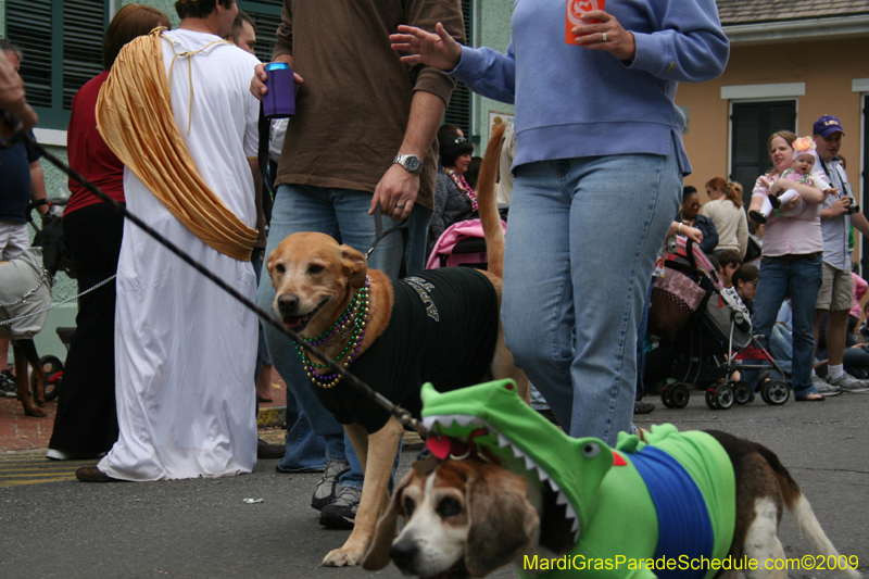 2009-Mystic-Krewe-of-Barkus-Mardi-Gras-French-Quarter-New-Orleans-Dog-Parade-0764