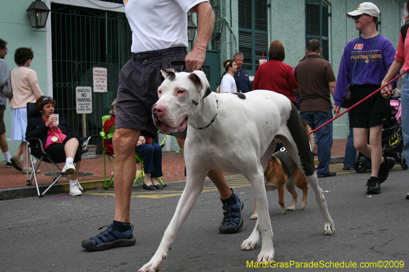 2009-Mystic-Krewe-of-Barkus-Mardi-Gras-French-Quarter-New-Orleans-Dog-Parade-0765