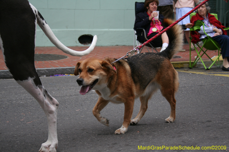 2009-Mystic-Krewe-of-Barkus-Mardi-Gras-French-Quarter-New-Orleans-Dog-Parade-0766