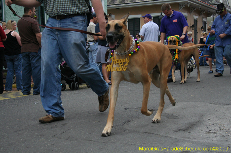 2009-Mystic-Krewe-of-Barkus-Mardi-Gras-French-Quarter-New-Orleans-Dog-Parade-0767