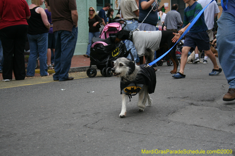 2009-Mystic-Krewe-of-Barkus-Mardi-Gras-French-Quarter-New-Orleans-Dog-Parade-0769