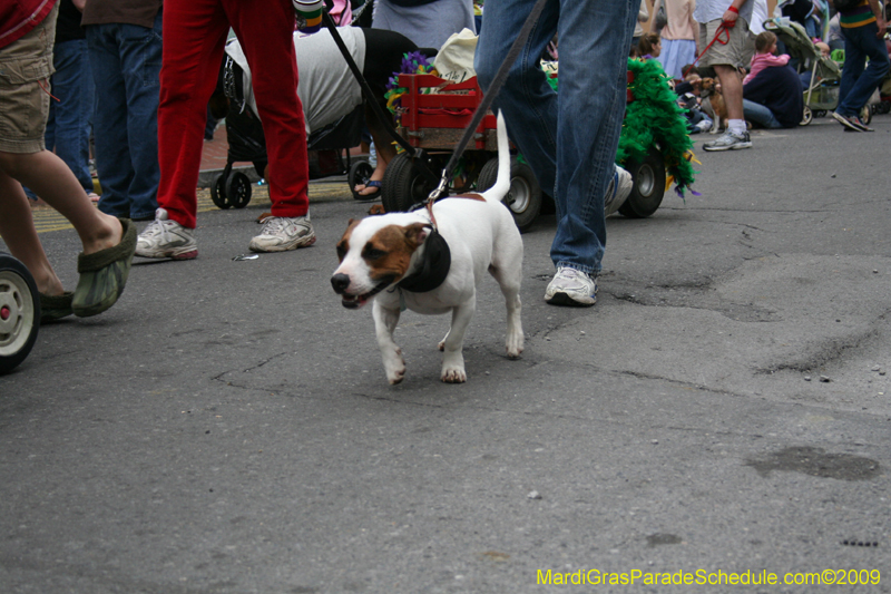 2009-Mystic-Krewe-of-Barkus-Mardi-Gras-French-Quarter-New-Orleans-Dog-Parade-0770