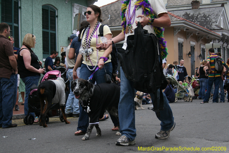 2009-Mystic-Krewe-of-Barkus-Mardi-Gras-French-Quarter-New-Orleans-Dog-Parade-0771