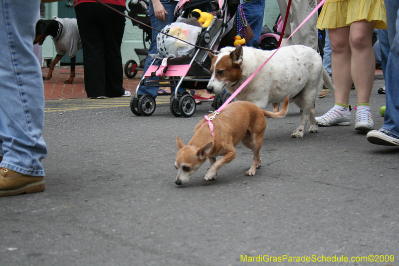 2009-Mystic-Krewe-of-Barkus-Mardi-Gras-French-Quarter-New-Orleans-Dog-Parade-0772