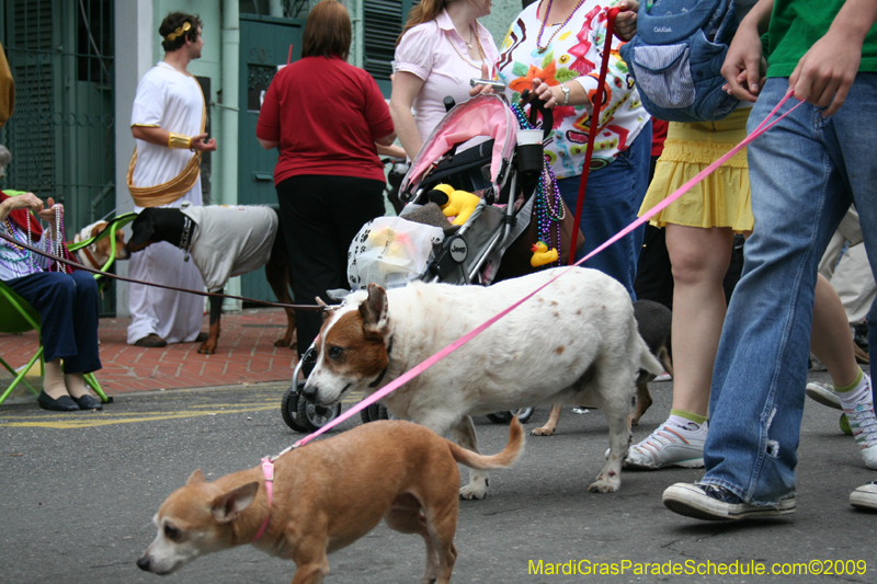 2009-Mystic-Krewe-of-Barkus-Mardi-Gras-French-Quarter-New-Orleans-Dog-Parade-0773