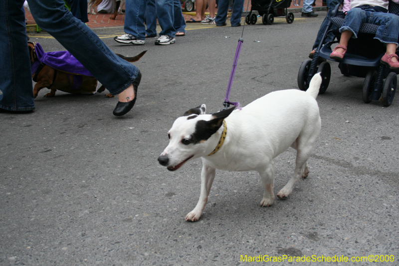 2009-Mystic-Krewe-of-Barkus-Mardi-Gras-French-Quarter-New-Orleans-Dog-Parade-0775