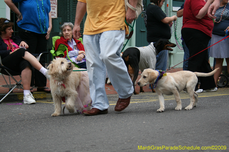 2009-Mystic-Krewe-of-Barkus-Mardi-Gras-French-Quarter-New-Orleans-Dog-Parade-0776