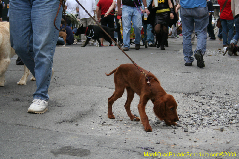 2009-Mystic-Krewe-of-Barkus-Mardi-Gras-French-Quarter-New-Orleans-Dog-Parade-0777