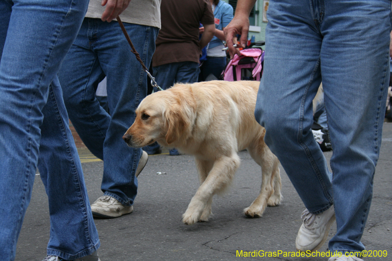 2009-Mystic-Krewe-of-Barkus-Mardi-Gras-French-Quarter-New-Orleans-Dog-Parade-0778