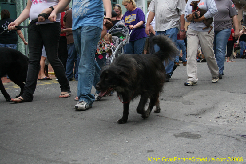 2009-Mystic-Krewe-of-Barkus-Mardi-Gras-French-Quarter-New-Orleans-Dog-Parade-0779