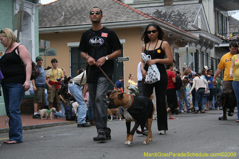 2009-Mystic-Krewe-of-Barkus-Mardi-Gras-French-Quarter-New-Orleans-Dog-Parade-0780