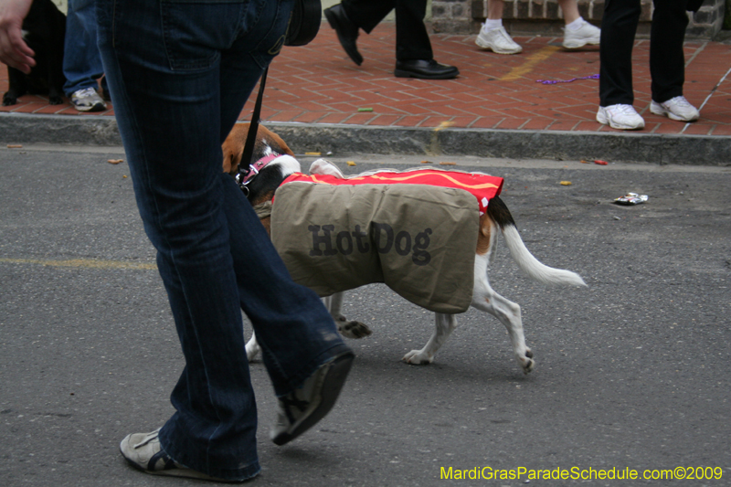 2009-Mystic-Krewe-of-Barkus-Mardi-Gras-French-Quarter-New-Orleans-Dog-Parade-0781