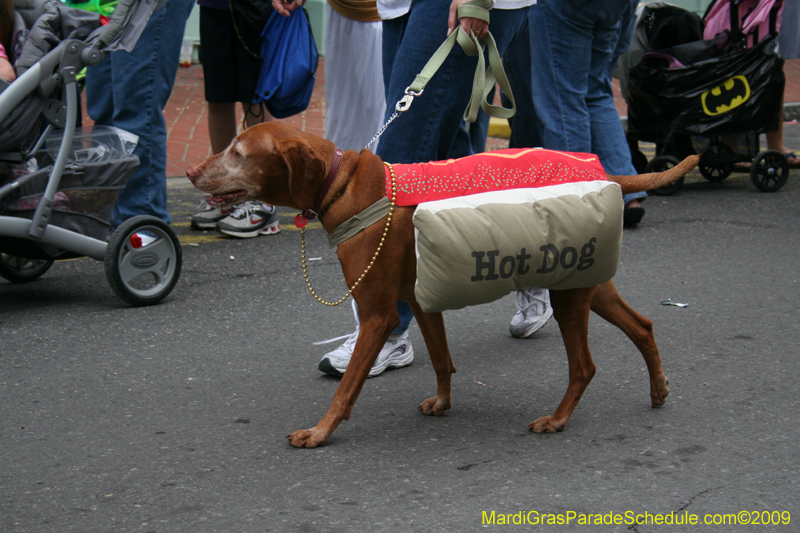 2009-Mystic-Krewe-of-Barkus-Mardi-Gras-French-Quarter-New-Orleans-Dog-Parade-0782