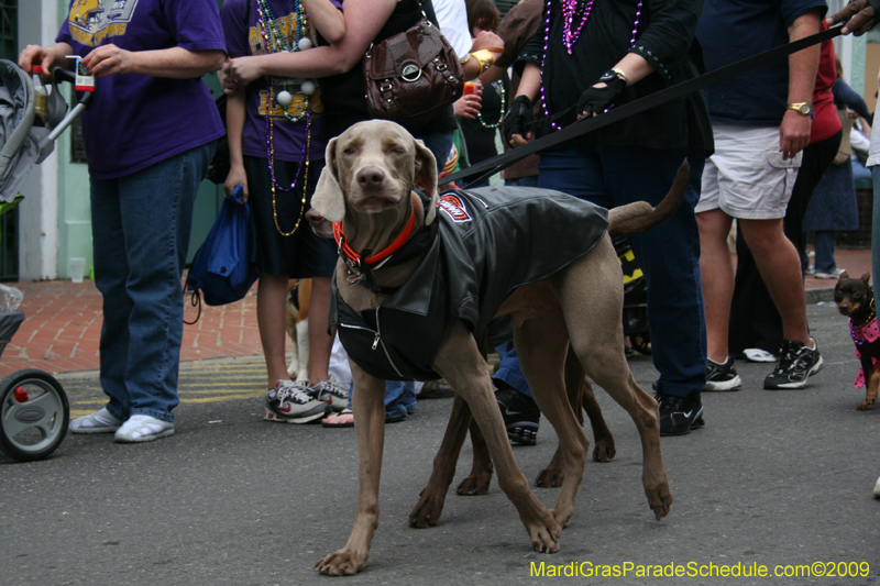 2009-Mystic-Krewe-of-Barkus-Mardi-Gras-French-Quarter-New-Orleans-Dog-Parade-0783