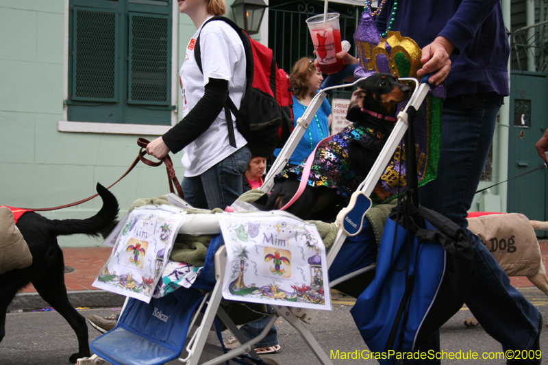 2009-Mystic-Krewe-of-Barkus-Mardi-Gras-French-Quarter-New-Orleans-Dog-Parade-0786